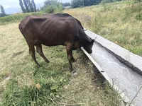 Krowa, Bydło — zdjęcie 1