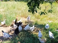 Chickens — ფოტო 2