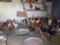 Chickens — عکس 1