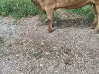母牛, Cattle — 照片 3