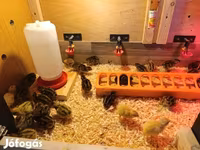 Quails — foto 3