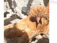 Chickens — zdjęcie 1