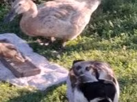 Ducks — foto 3