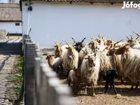 公羊, Sheep — 照片 2
