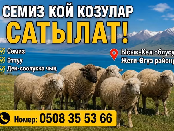 Ram, Sheep — Kyrgyzstan