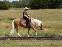 Айғыр, Quarter Horse — 5-сурет