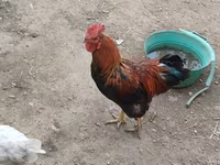 Chickens — عکس 2