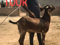Այծեր (խումբ, սեռը նշված չէ), Najdi goat — լուսանկար 1