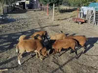 Хуц, Cameroon sheep — 4 зураг