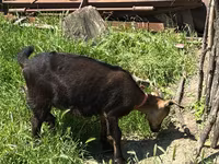 Koza, Nubian Goat — fotografija 5