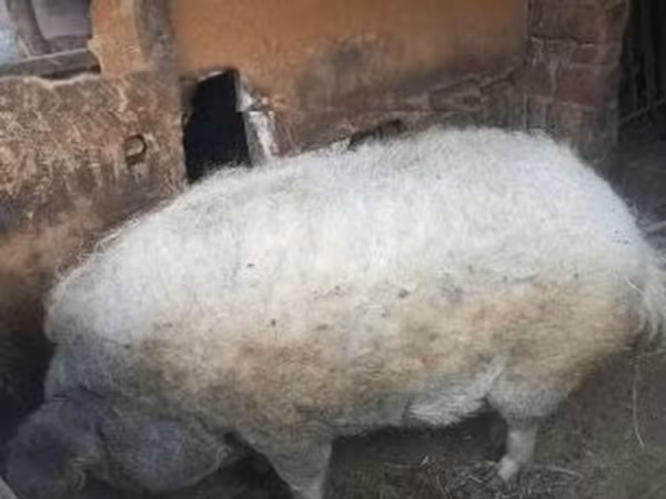 Sow,  — Hungary