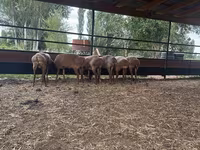 Sheep, Sheep — photo 2