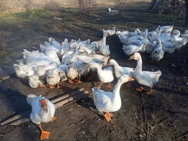 Geese