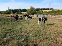 Kuh, Russian Black pied cattle — Foto 1