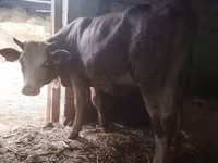 วัวตัวเมีย, Simmental cattle — รูปภาพ 1