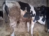 Bik, Russian Black pied cattle — fotografija 1