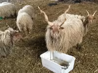 Ovce, Racka sheep — foto 4