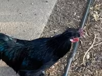 Chickens — foto 5