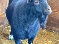 แพะตัวผู้, Dutch Landrace goats — รูปภาพ 2