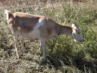 Echki, Saanen goat — 3-rasm