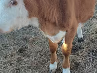 گاو ماده, گاو سفیدسر قزاقستانی — عکس 3