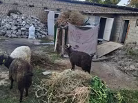 بز ماده, بز — عکس 6