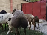 قوچ, Hissar sheep — عکس 3