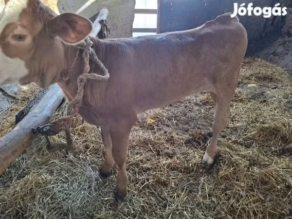 Lembu betina, Cattle