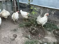 Chickens — foto 3