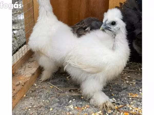 Seidenhuhn
