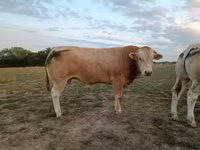 Bull, Blonde d’Aquitane cattle — photo 2