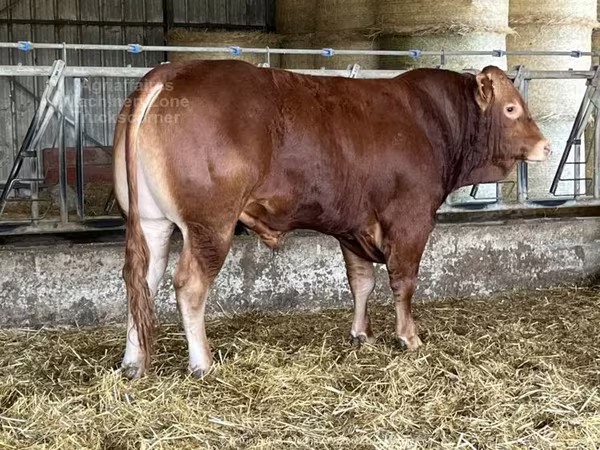 Bò Limousin