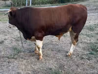 Touro, Simmental cattle — foto 4