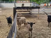 Wad, Racka sheep — sawirka 3