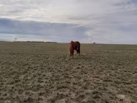 فرس, Horse breed — الصورة 4