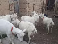 بز ماده, Saanen goat — عکس 3