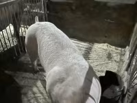 Babi hutan, Pigs — foto 2