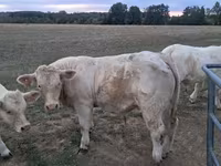 Bull, Charolais cattle — photo 1