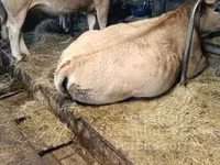بقرة, Aubrac cattle — الصورة 2