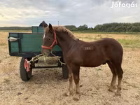 Kuda jantan, Hungarian horse breed — foto 2