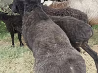 Kambing jantan, Sheep — foto 3