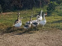 Geese — picha 1