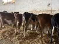 Krowa, Bydło — zdjęcie 2