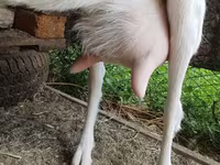 بکری, Saanen goat — تصویر 4