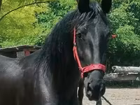 Yegua, Friesian — foto 2