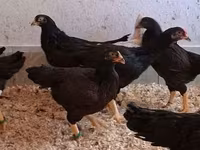 Chickens — புகைப்படம் 6