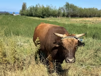 Toro, Swiss cattle — foto 3