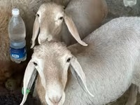 قوچ, Arashan sheep — عکس 1