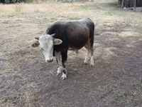 گاو نر, آبرادین-آنگوس — عکس 6