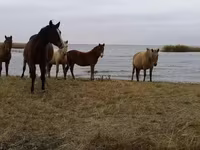 Азаргагүй морь, Horse breed — 4 зураг